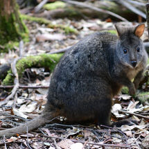 Pademelon