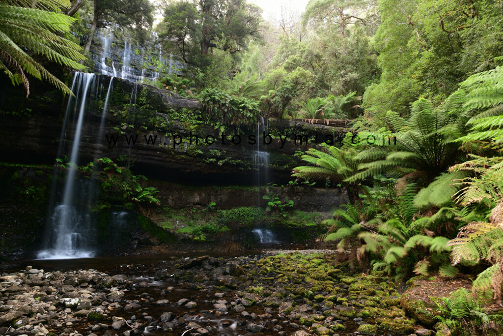 Tree Ferns around Russell