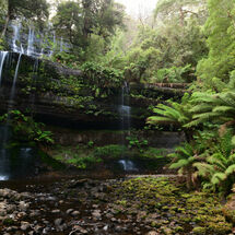 Tree Ferns around Russell