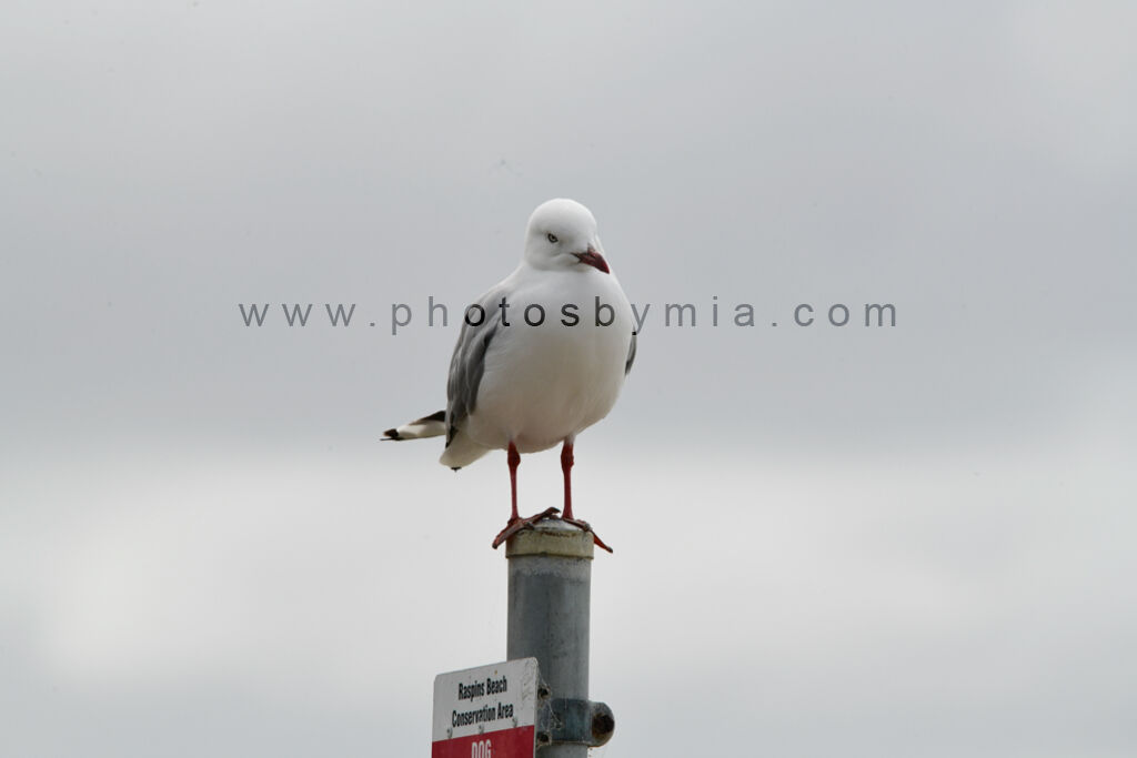 Curious Seagull