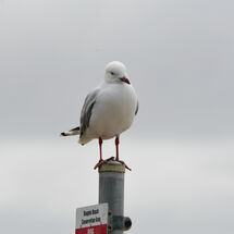 Curious Seagull
