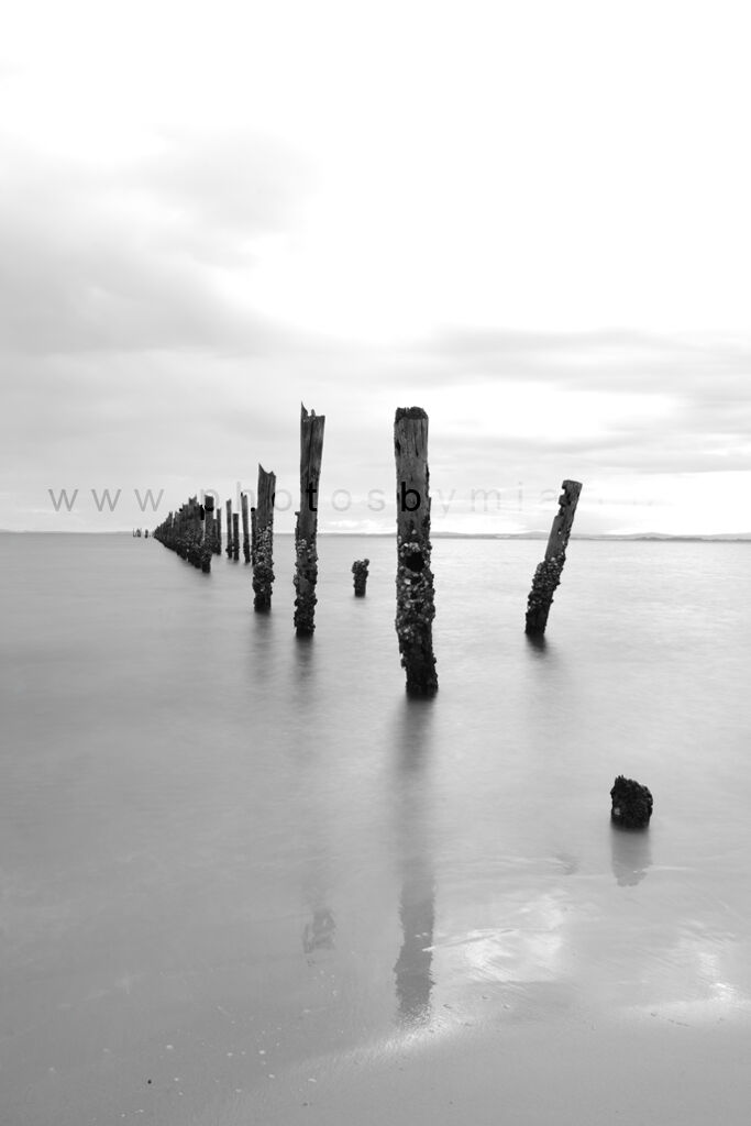 Stumps in the Water B&W