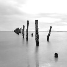Stumps in the Water B&W