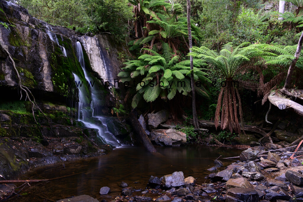 Lilydale Fernery
