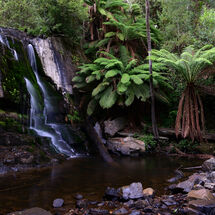 Lilydale Fernery