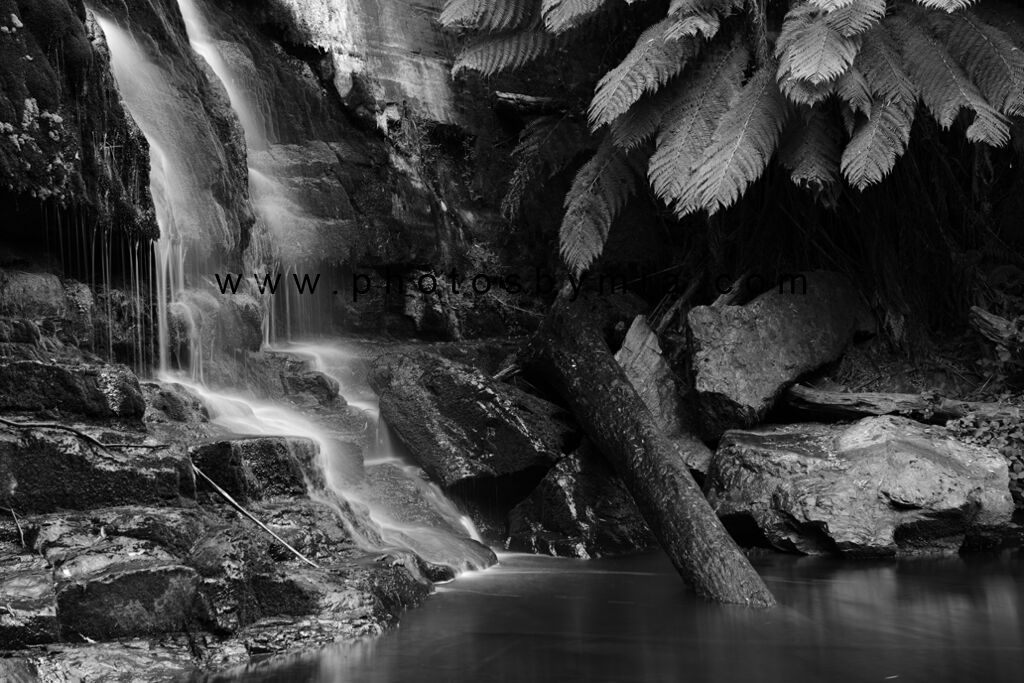 Waterfall Fernery in B&W