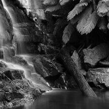 Waterfall Fernery in B&W