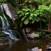Waterfall Fernery