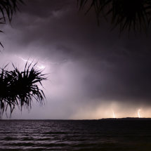Pandanus Lightning