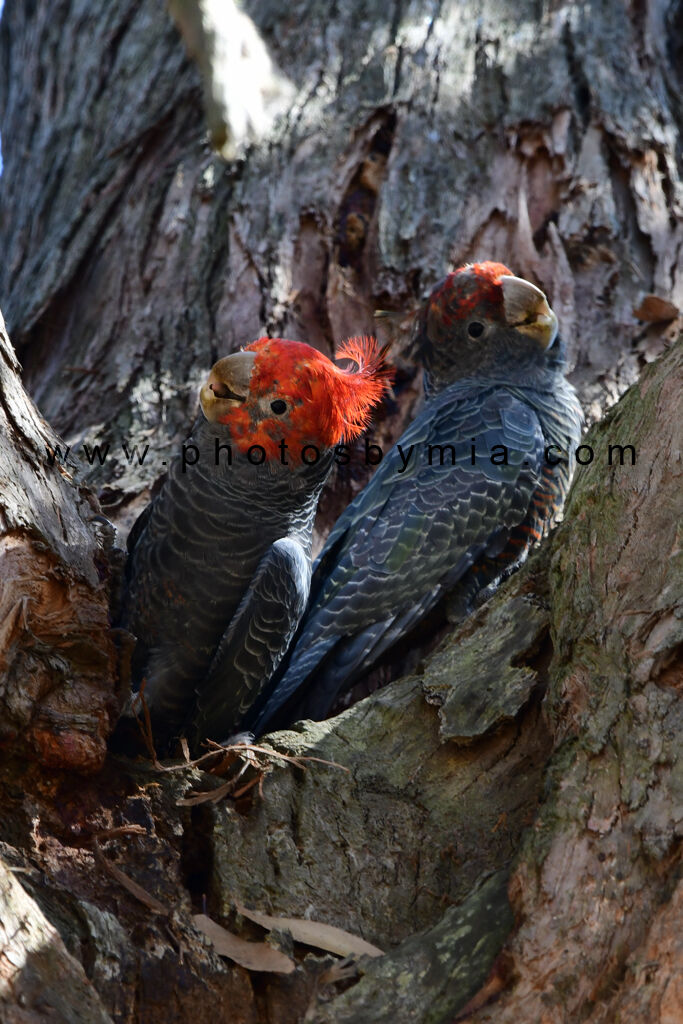 Gang Gang Cockatoos