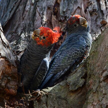 Gang Gang Cockatoos