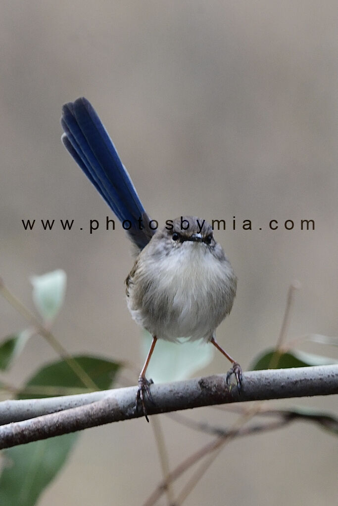 Grumpy Wren