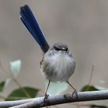 Grumpy Wren