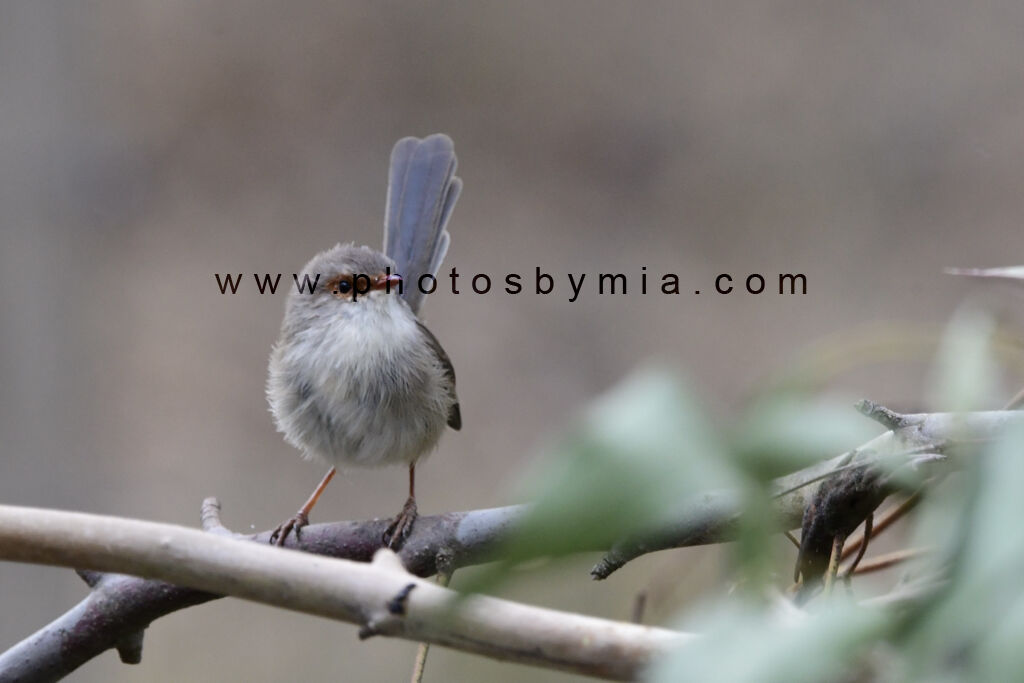 (Female) Wren in the Wood pile