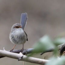 (Female) Wren in the Wood pile