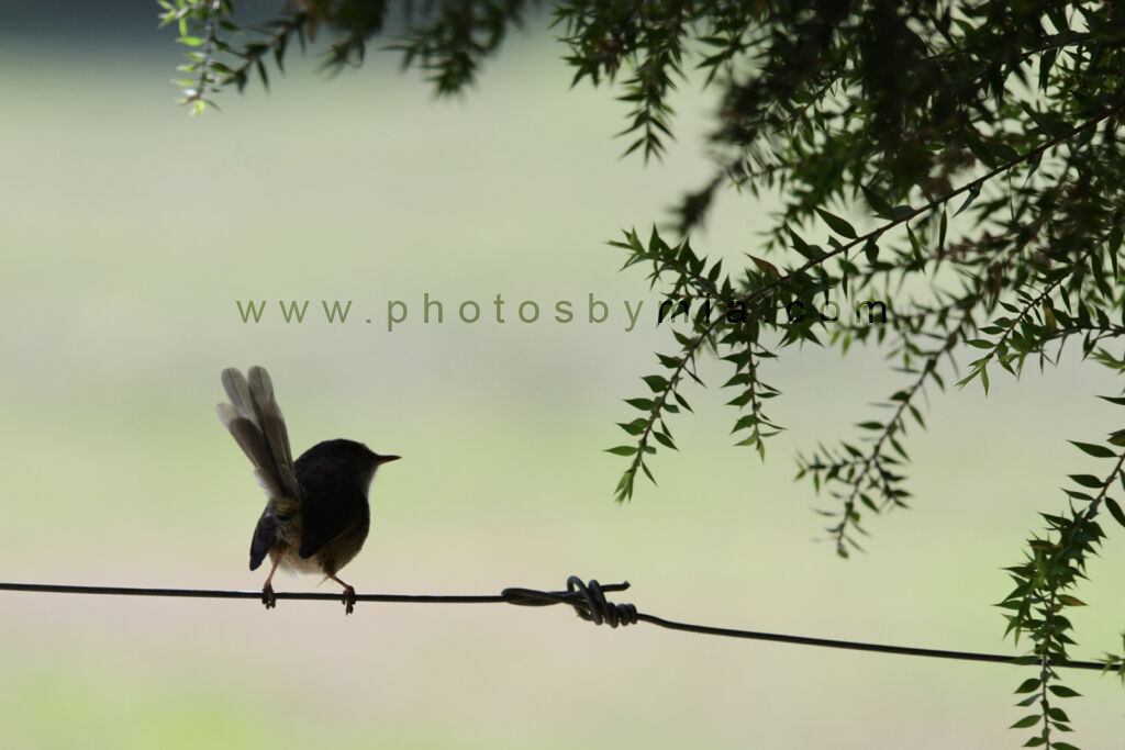 Wren on a Wire