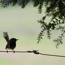 Wren on a Wire
