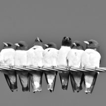 Woodswallows 2