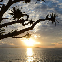 Pandanus Sunset