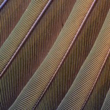 Feathers 4