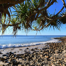 Under a Pandanus
