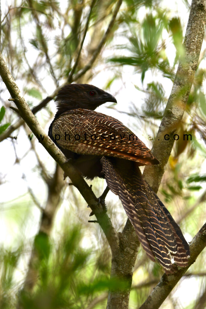 Pheasant Coucal