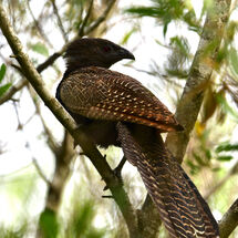 Pheasant Coucal