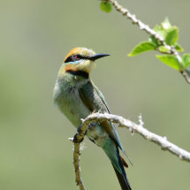 Dusty on a branch