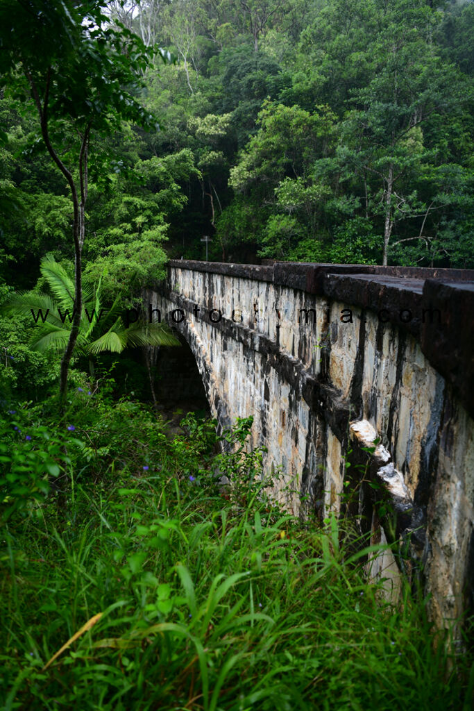 Bridge in the Forest