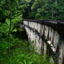 Bridge in the Forest