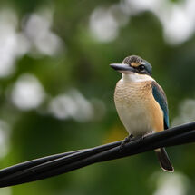 Kingfisher on the Line