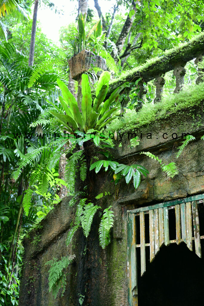 Greenery at the Rooms