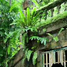 Greenery at the Rooms