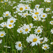 Daisy Field