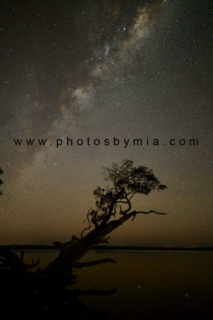 The Weyba Tree at Night