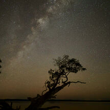 The Weyba Tree at Night