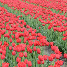 Red Rows