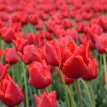 More red tulips