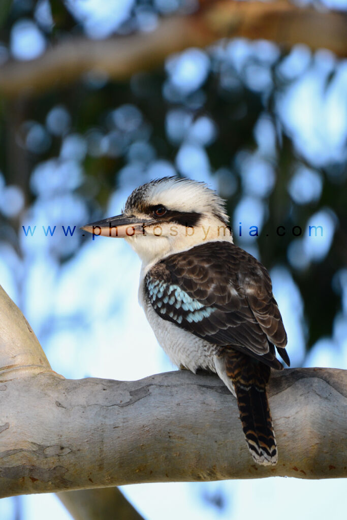 Kookaburra in a Gumtree