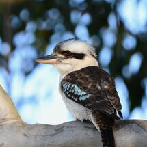 Kookaburra in a Gumtree