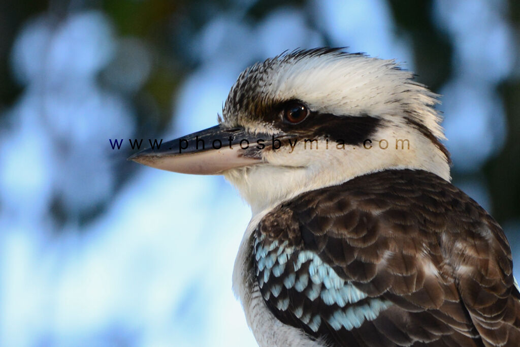 Kookaburra