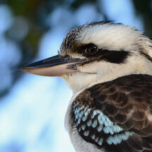 Kookaburra