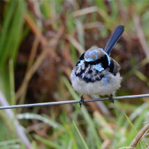 Fluffy Wren