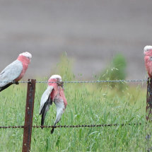 Galah Play