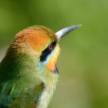 Rainbow detail