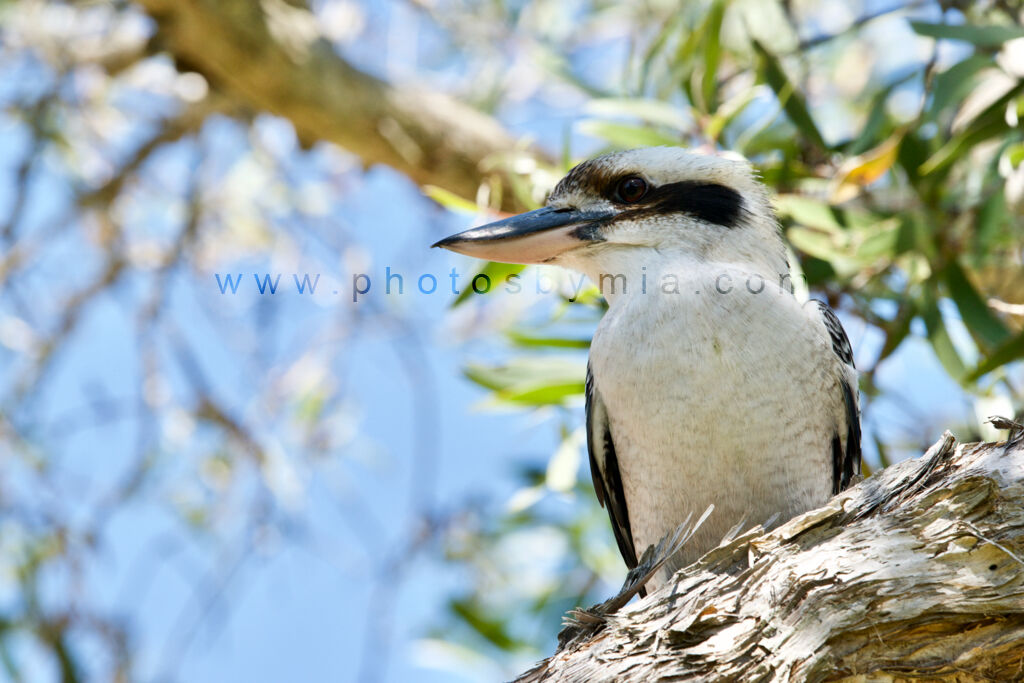 Kookaburra Watching