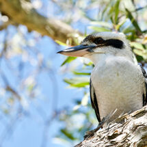 Kookaburra Watching
