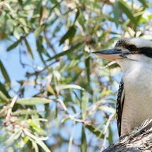 Kookaburra Leaves