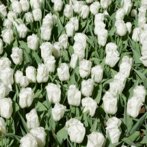 Field of White