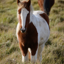 Brown & White